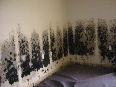 Mold and Mildew Removal Sayville,  NY